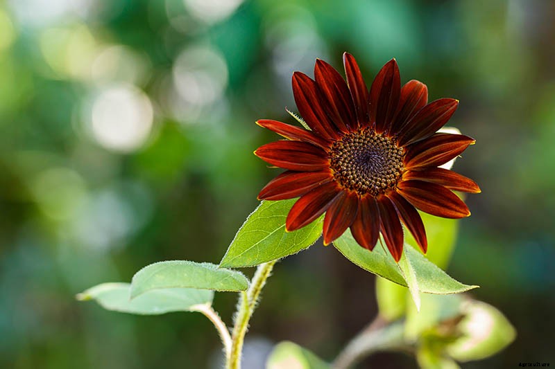How to Grow Sunflowers: a Beautiful and Tasty Addition to Your Landscape