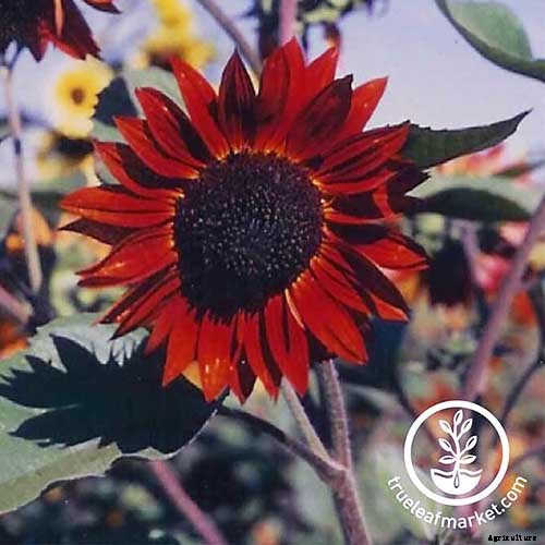 How to Grow Sunflowers: a Beautiful and Tasty Addition to Your Landscape