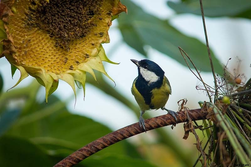 How to Grow Sunflowers: a Beautiful and Tasty Addition to Your Landscape