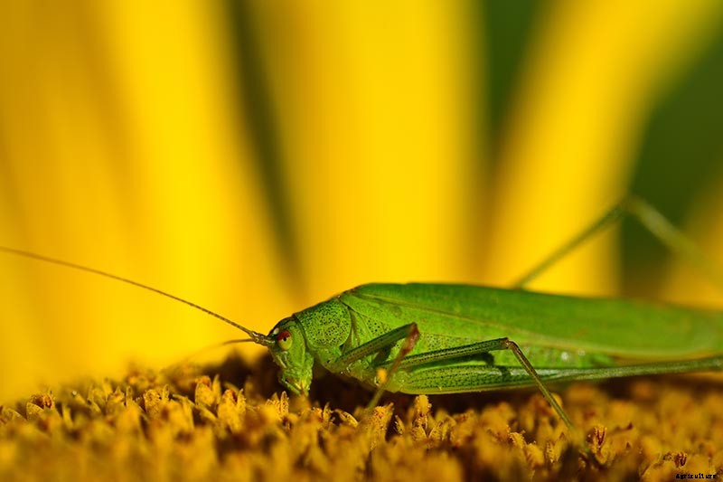 How to Grow Sunflowers: a Beautiful and Tasty Addition to Your Landscape