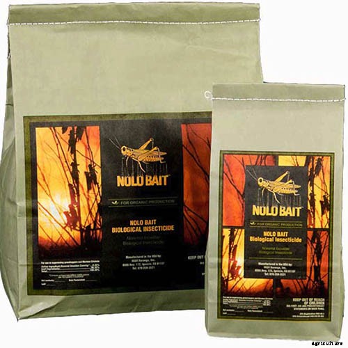 How to Grow Sunflowers: a Beautiful and Tasty Addition to Your Landscape