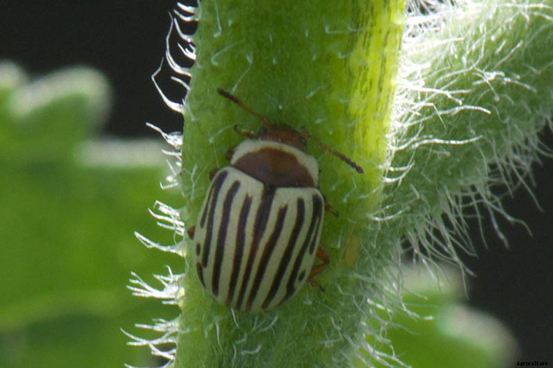 How to Grow Sunflowers: a Beautiful and Tasty Addition to Your Landscape