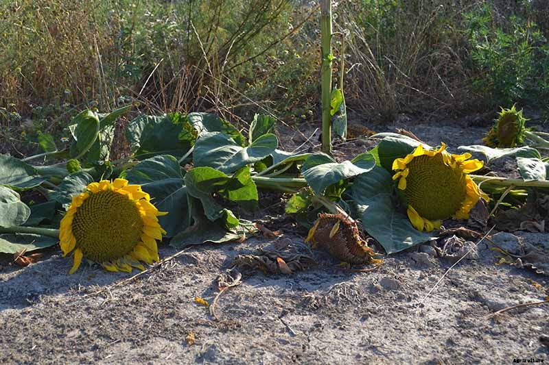 How to Grow Sunflowers: a Beautiful and Tasty Addition to Your Landscape