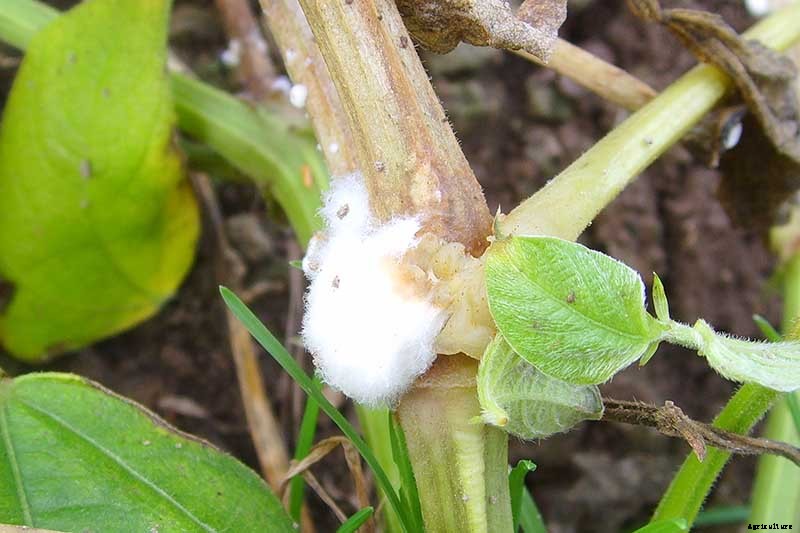 How to Grow Sunflowers: a Beautiful and Tasty Addition to Your Landscape