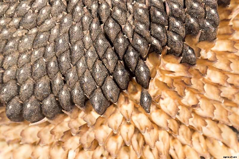 How to Grow Sunflowers: a Beautiful and Tasty Addition to Your Landscape