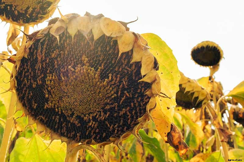 How to Grow Sunflowers: a Beautiful and Tasty Addition to Your Landscape
