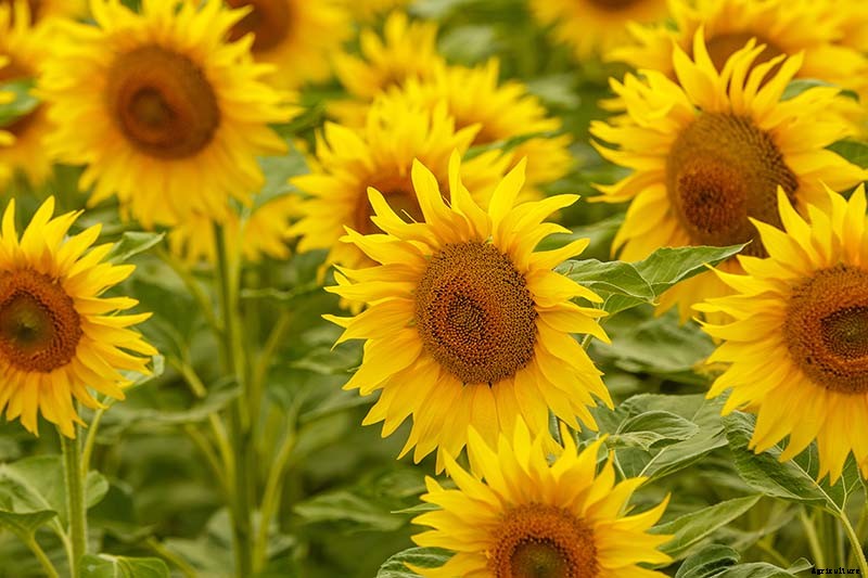 How to Grow Sunflowers: a Beautiful and Tasty Addition to Your Landscape