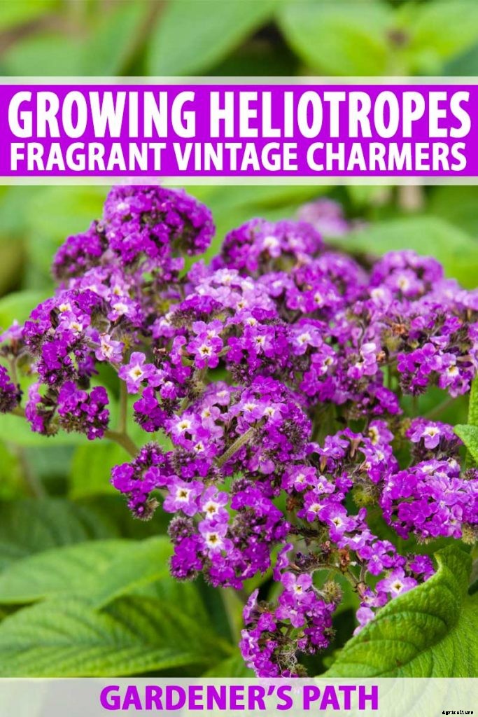 Growing Heliotropes: Fragrant Vintage Charmers