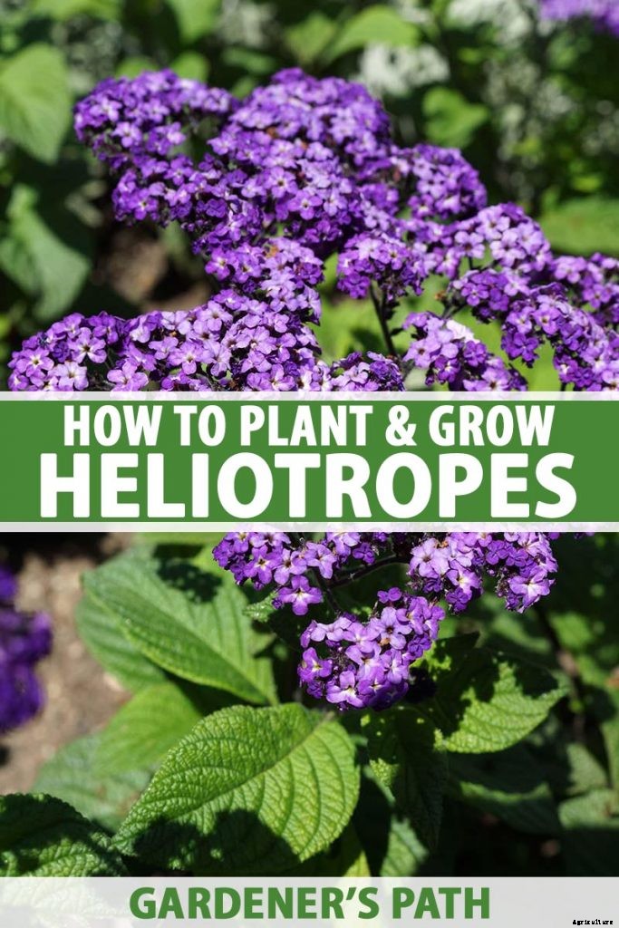 Growing Heliotropes: Fragrant Vintage Charmers