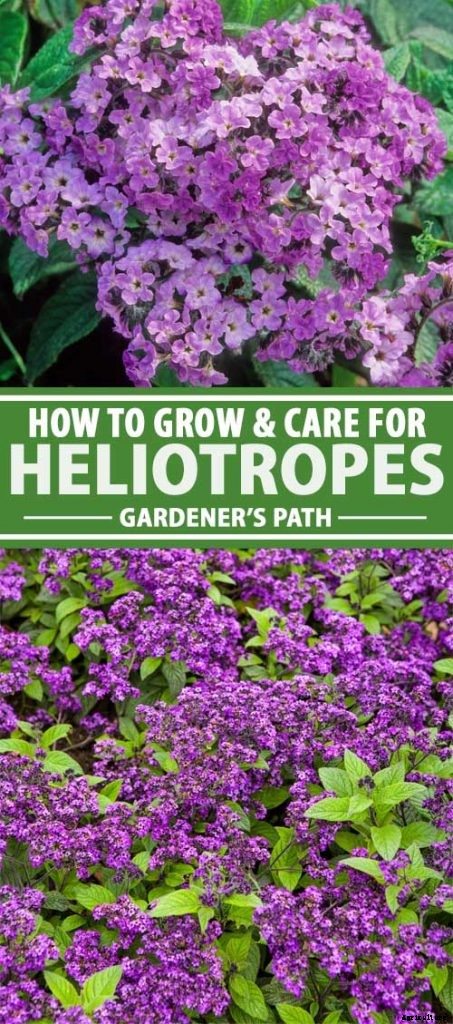 Growing Heliotropes: Fragrant Vintage Charmers