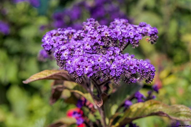 Growing Heliotropes: Fragrant Vintage Charmers