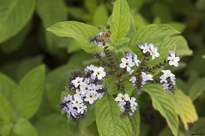 Growing Heliotropes: Fragrant Vintage Charmers