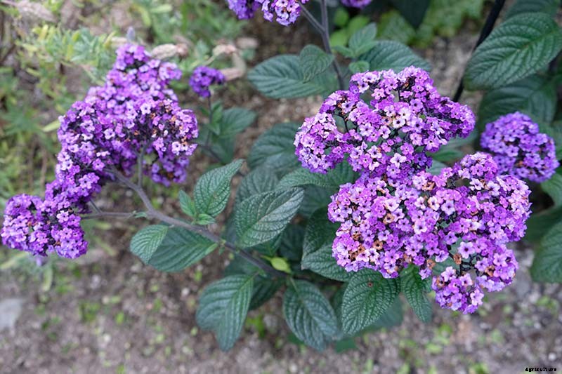 Growing Heliotropes: Fragrant Vintage Charmers