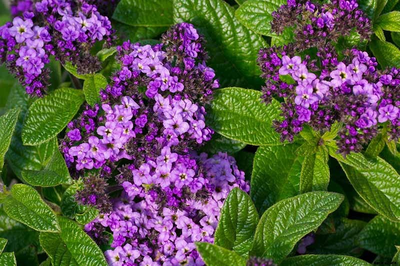 Growing Heliotropes: Fragrant Vintage Charmers