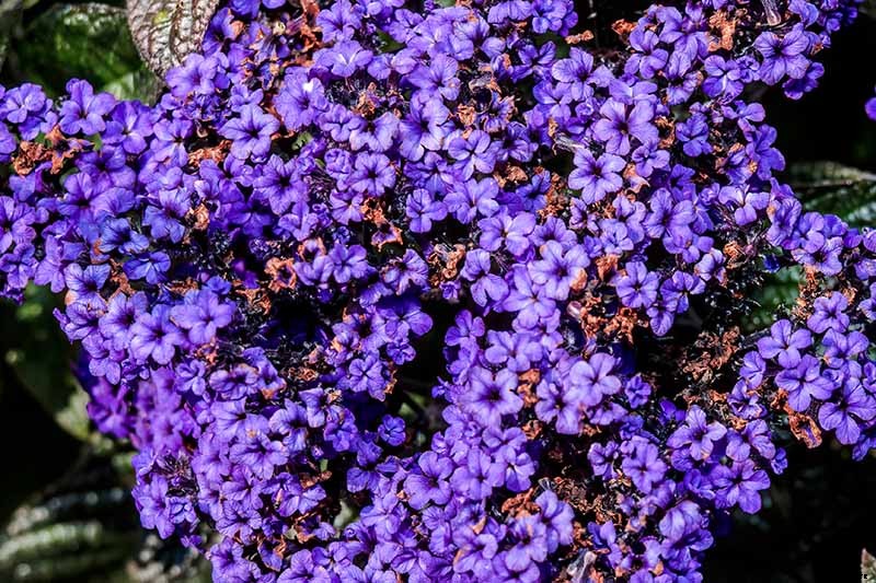 Growing Heliotropes: Fragrant Vintage Charmers