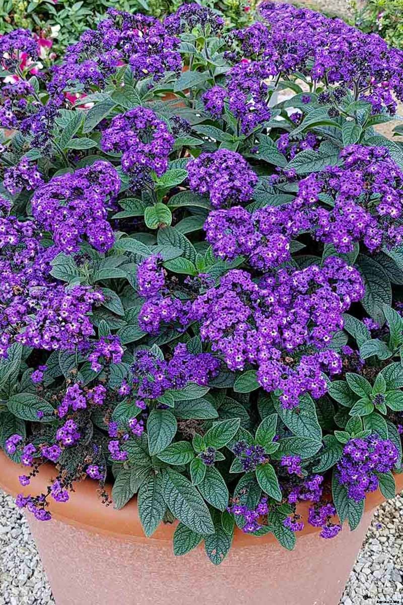 Growing Heliotropes: Fragrant Vintage Charmers