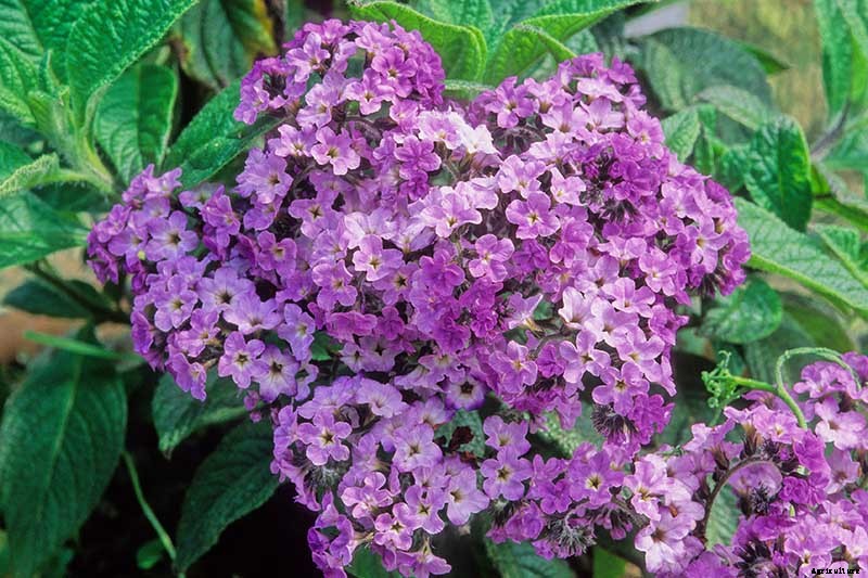 Growing Heliotropes: Fragrant Vintage Charmers