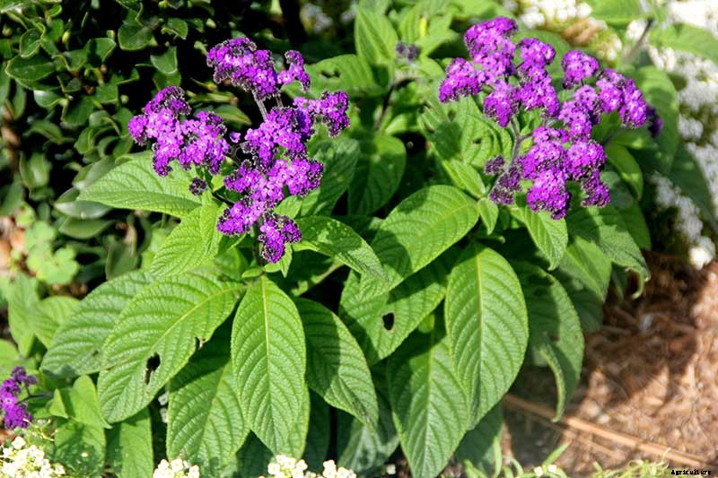 Growing Heliotropes: Fragrant Vintage Charmers