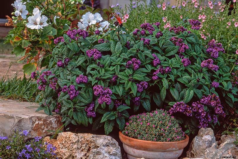 Growing Heliotropes: Fragrant Vintage Charmers