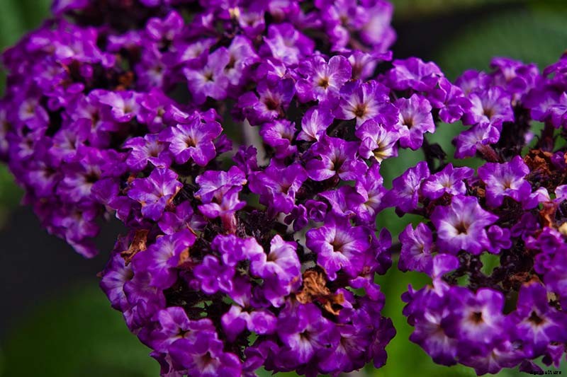 Growing Heliotropes: Fragrant Vintage Charmers