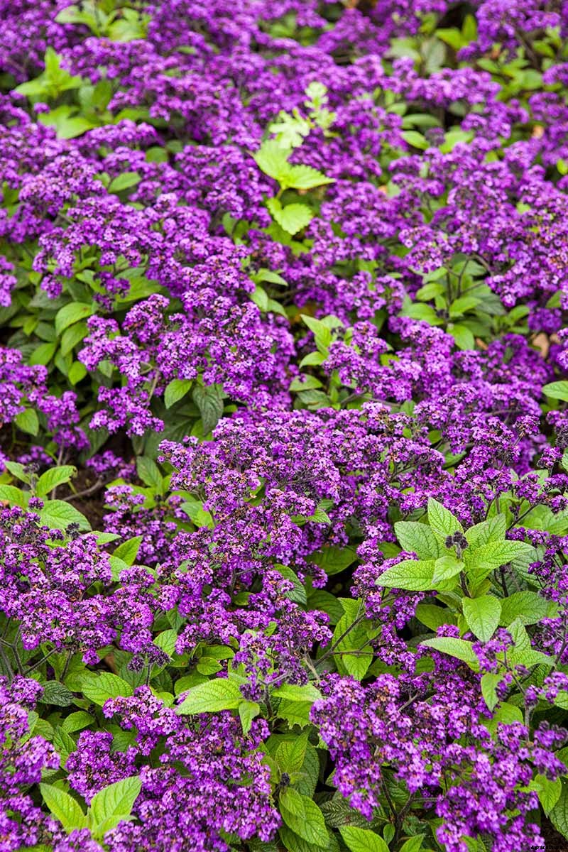 Growing Heliotropes: Fragrant Vintage Charmers