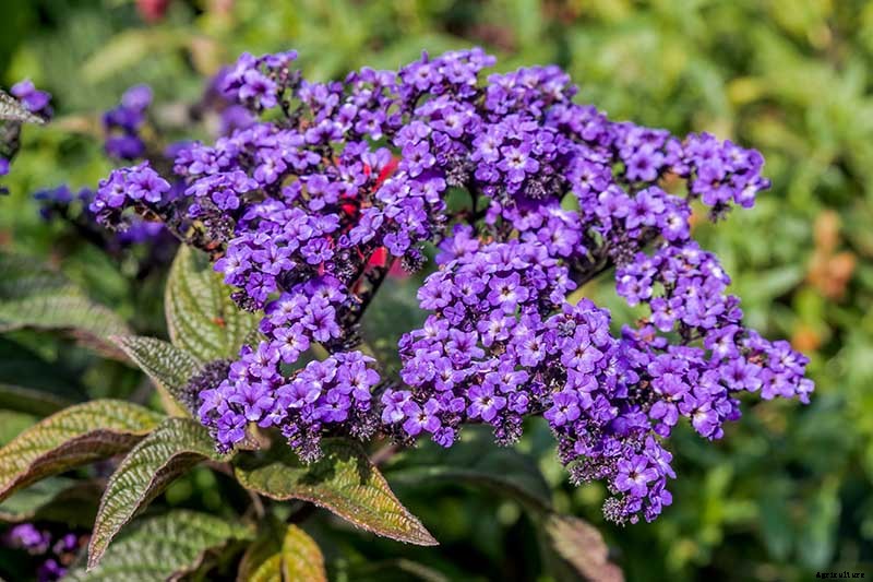 Growing Heliotropes: Fragrant Vintage Charmers