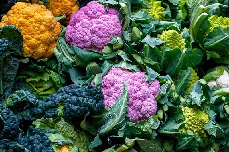 Healthy Purple Produce: Should You Eat More Purple Fruits and Vegetables?