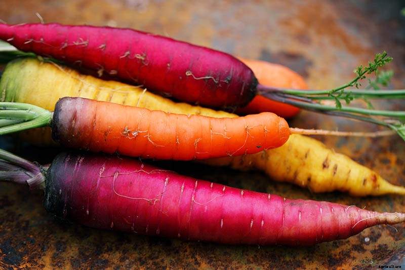 Healthy Purple Produce: Should You Eat More Purple Fruits and Vegetables?