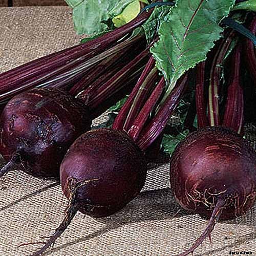 Healthy Purple Produce: Should You Eat More Purple Fruits and Vegetables?