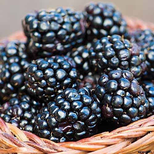 Healthy Purple Produce: Should You Eat More Purple Fruits and Vegetables?