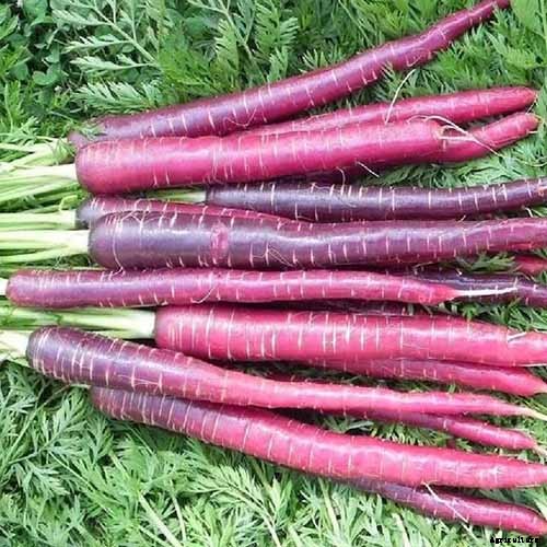 Healthy Purple Produce: Should You Eat More Purple Fruits and Vegetables?