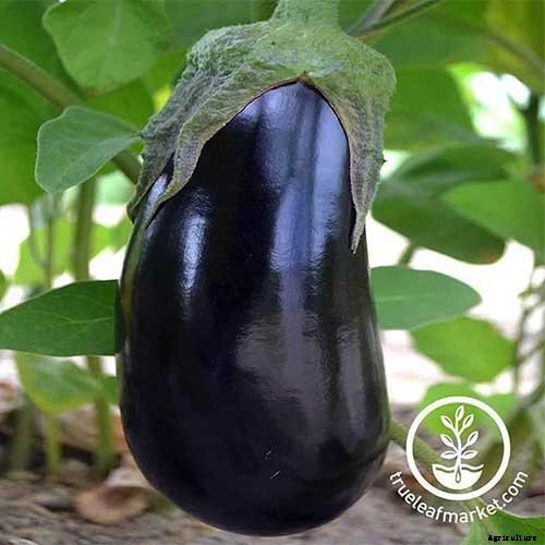 Healthy Purple Produce: Should You Eat More Purple Fruits and Vegetables?