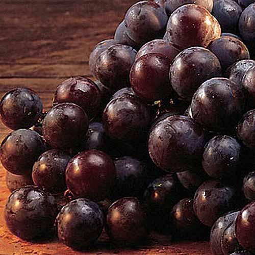 Healthy Purple Produce: Should You Eat More Purple Fruits and Vegetables?