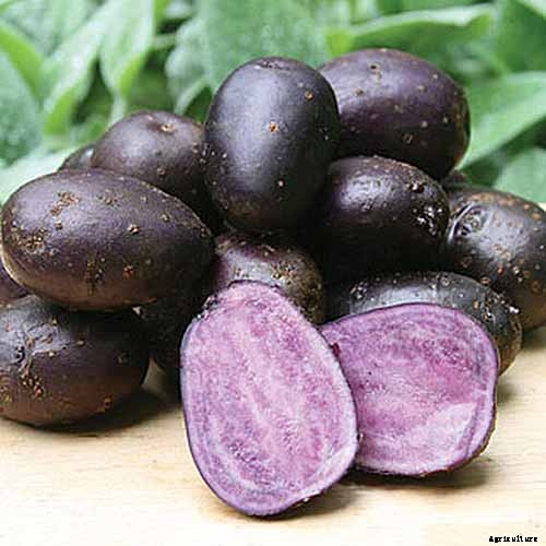 Healthy Purple Produce: Should You Eat More Purple Fruits and Vegetables?