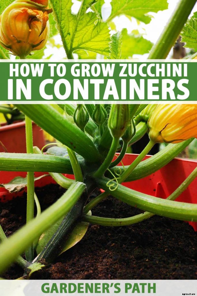 How to Grow Zucchini in Containers