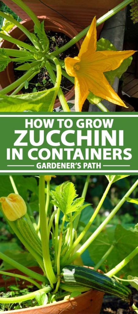 How to Grow Zucchini in Containers
