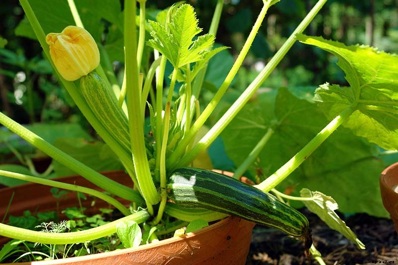How to Grow Zucchini in Containers