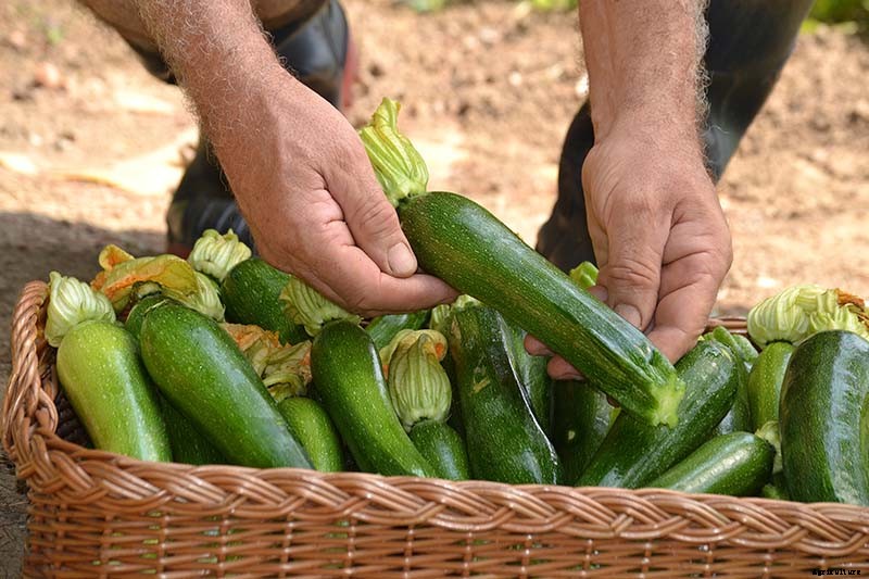 How to Grow Zucchini in Containers