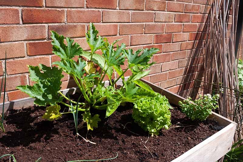 How to Grow Zucchini in Containers