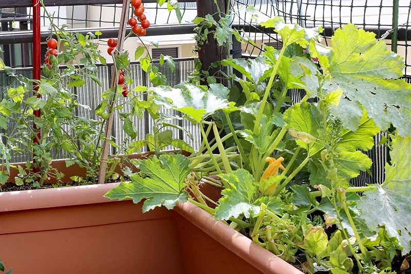 How to Grow Zucchini in Containers