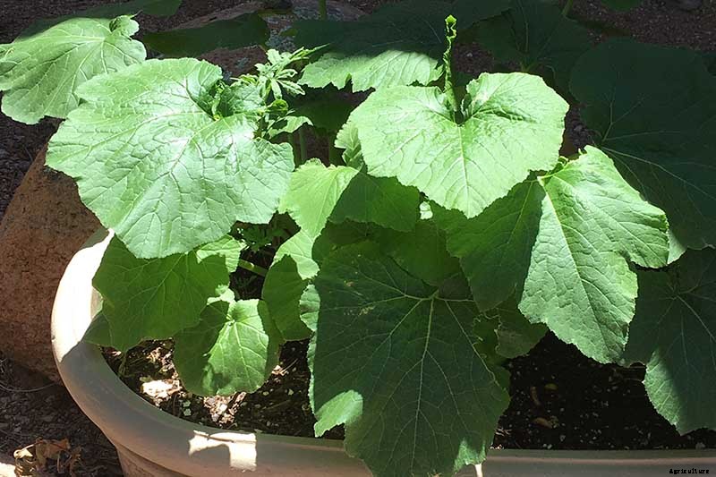 How to Grow Zucchini in Containers
