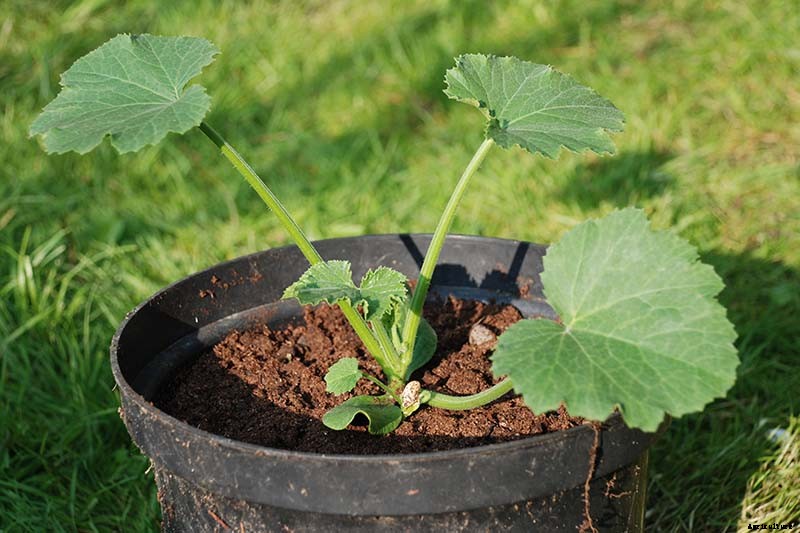 How to Grow Zucchini in Containers