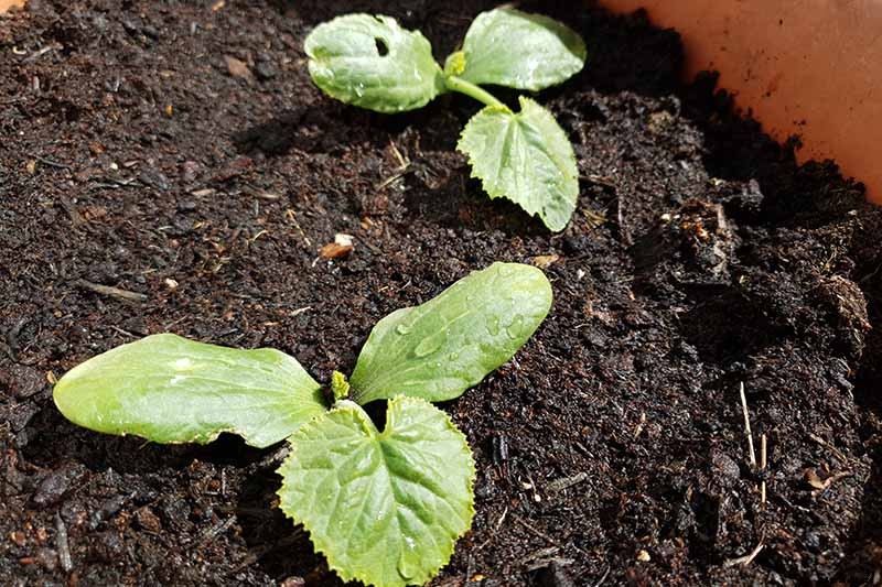 How to Grow Zucchini in Containers