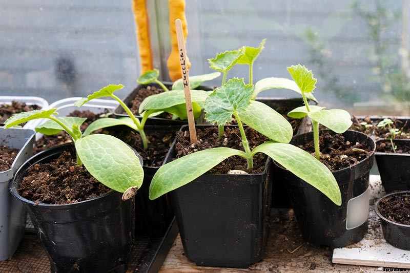How to Grow Zucchini in Containers