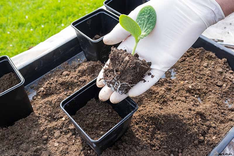 How to Grow Zucchini in Containers
