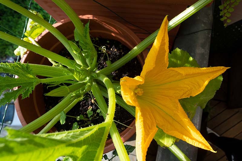 How to Grow Zucchini in Containers