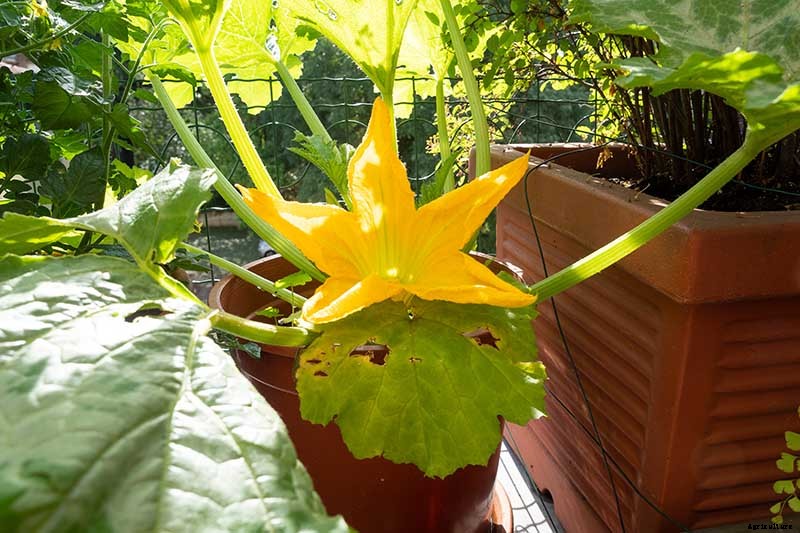 How to Grow Zucchini in Containers