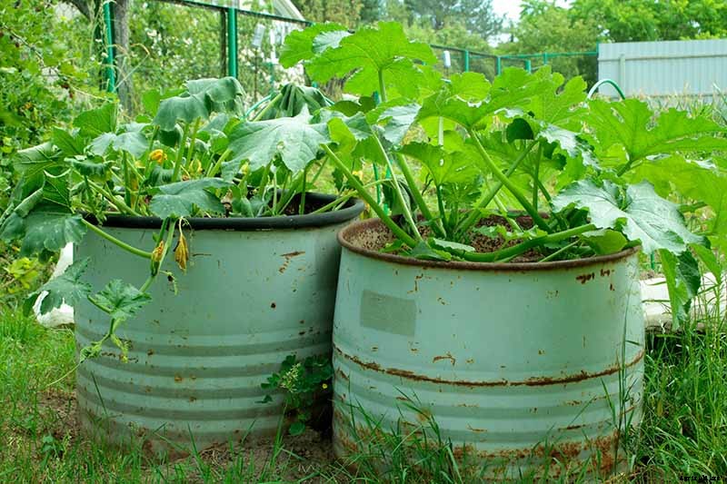How to Grow Zucchini in Containers