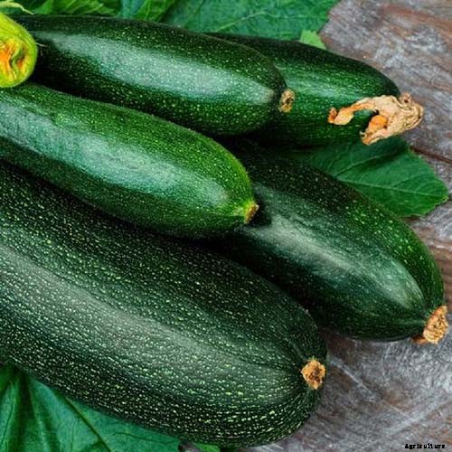 How to Grow Zucchini in Containers