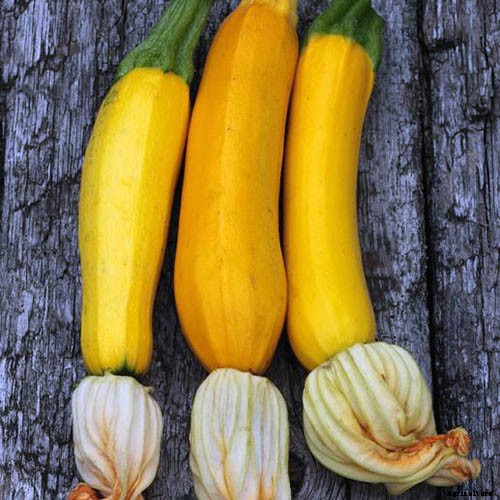 How to Grow Zucchini in Containers